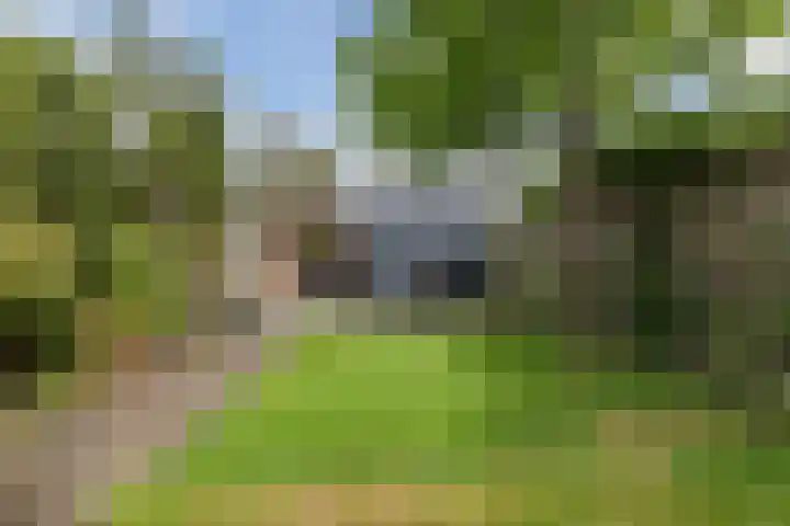 Zeearend 64 Heerhugowaard thumbnail 36