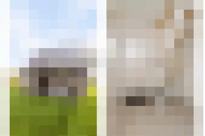 Zeedijk 24 175 Nieuwvliet thumbnail 27