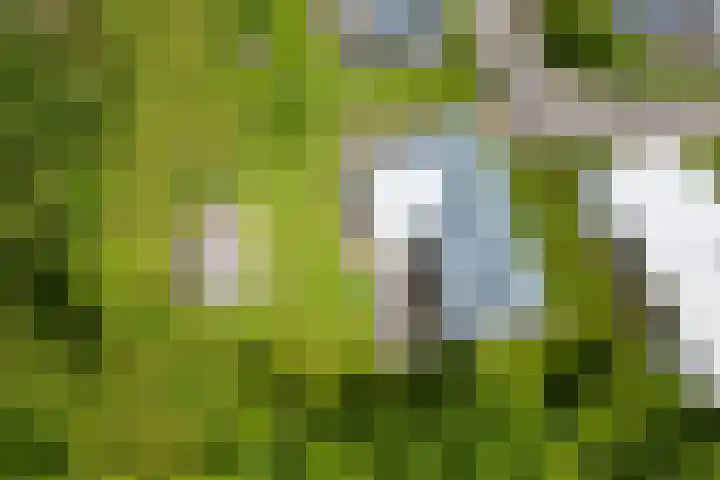 Zeedijk 24 197 Nieuwvliet thumbnail 23