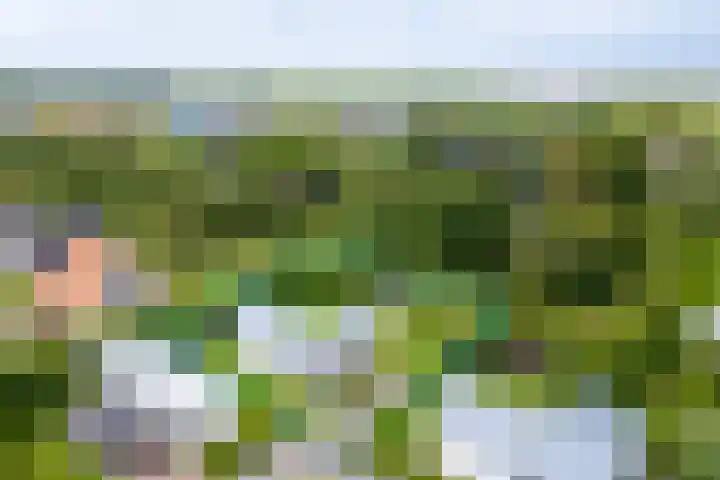Zeedijk 24 197 Nieuwvliet thumbnail 28