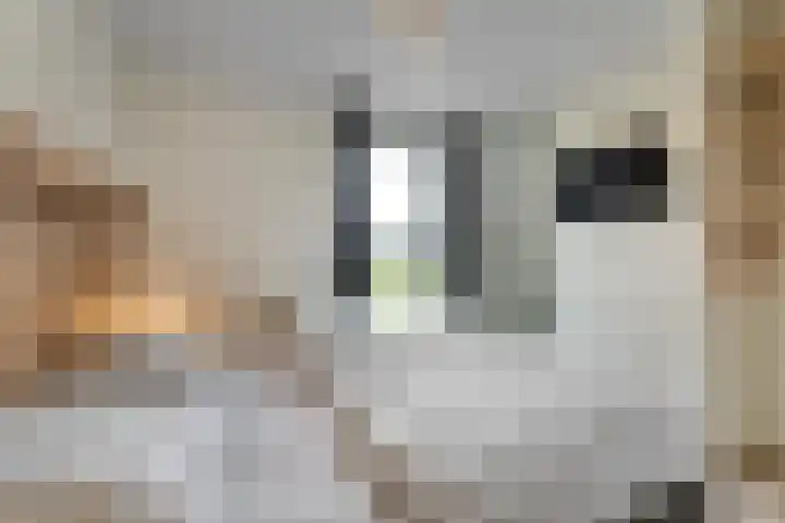 Zeedijk 24 197 Nieuwvliet thumbnail 4
