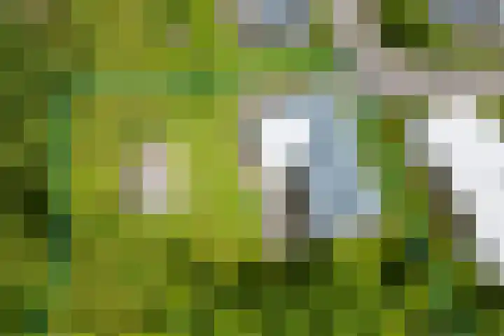 Zeedijk 24 197 Nieuwvliet thumbnail 8