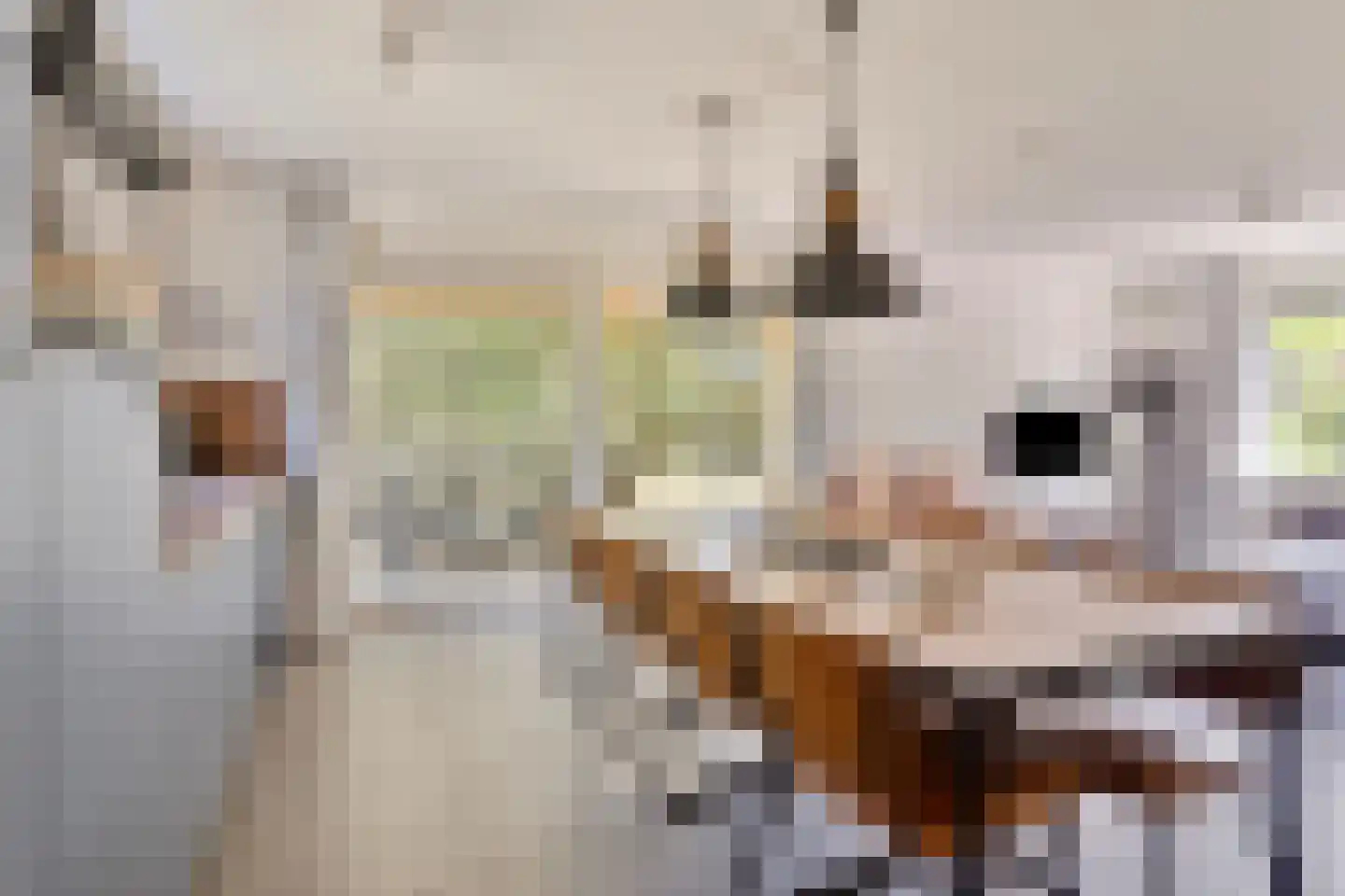 Zeedijk 24 307 Nieuwvliet thumbnail 14