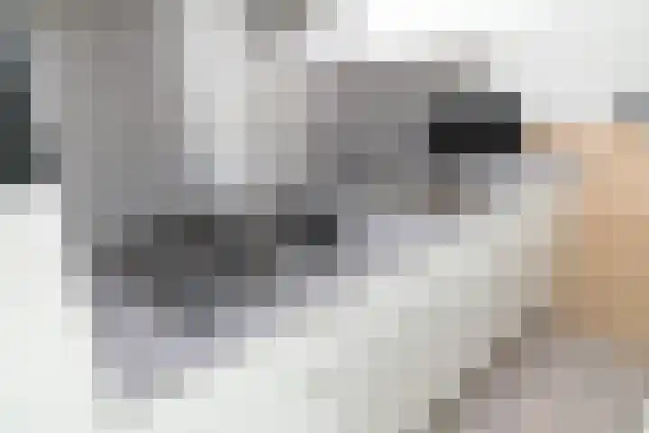 Zeedijk 24 614 Nieuwvliet thumbnail 12