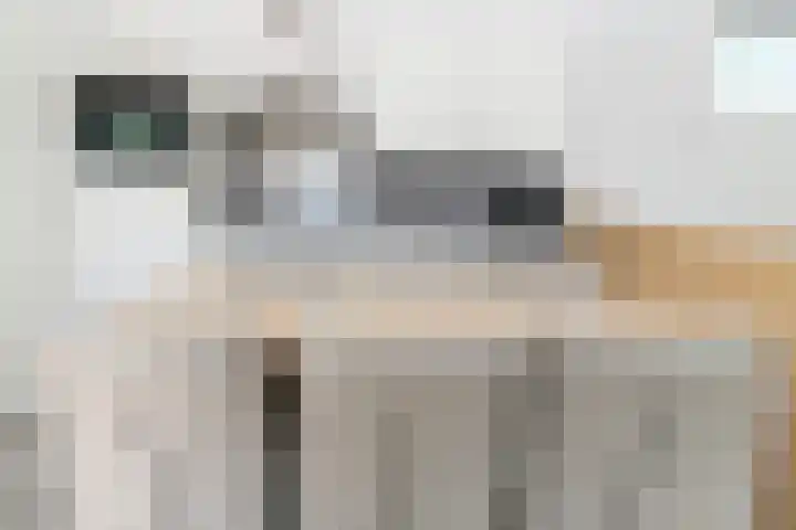 Zeedijk 24 614 Nieuwvliet thumbnail 8