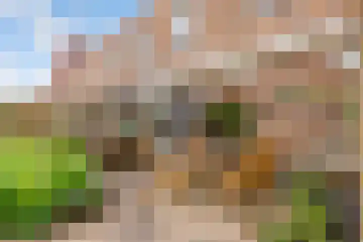 Zeedistel 1 De Meern thumbnail 29
