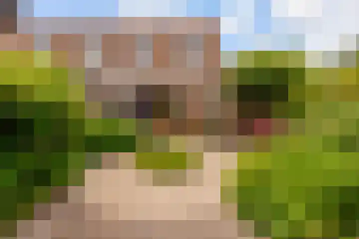 Zeedistel 1 De Meern foto 3