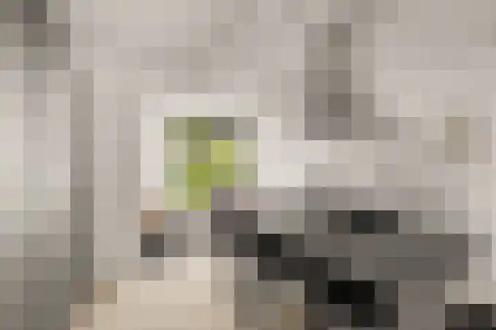 Zeedistel 26 Rotterdam thumbnail 9
