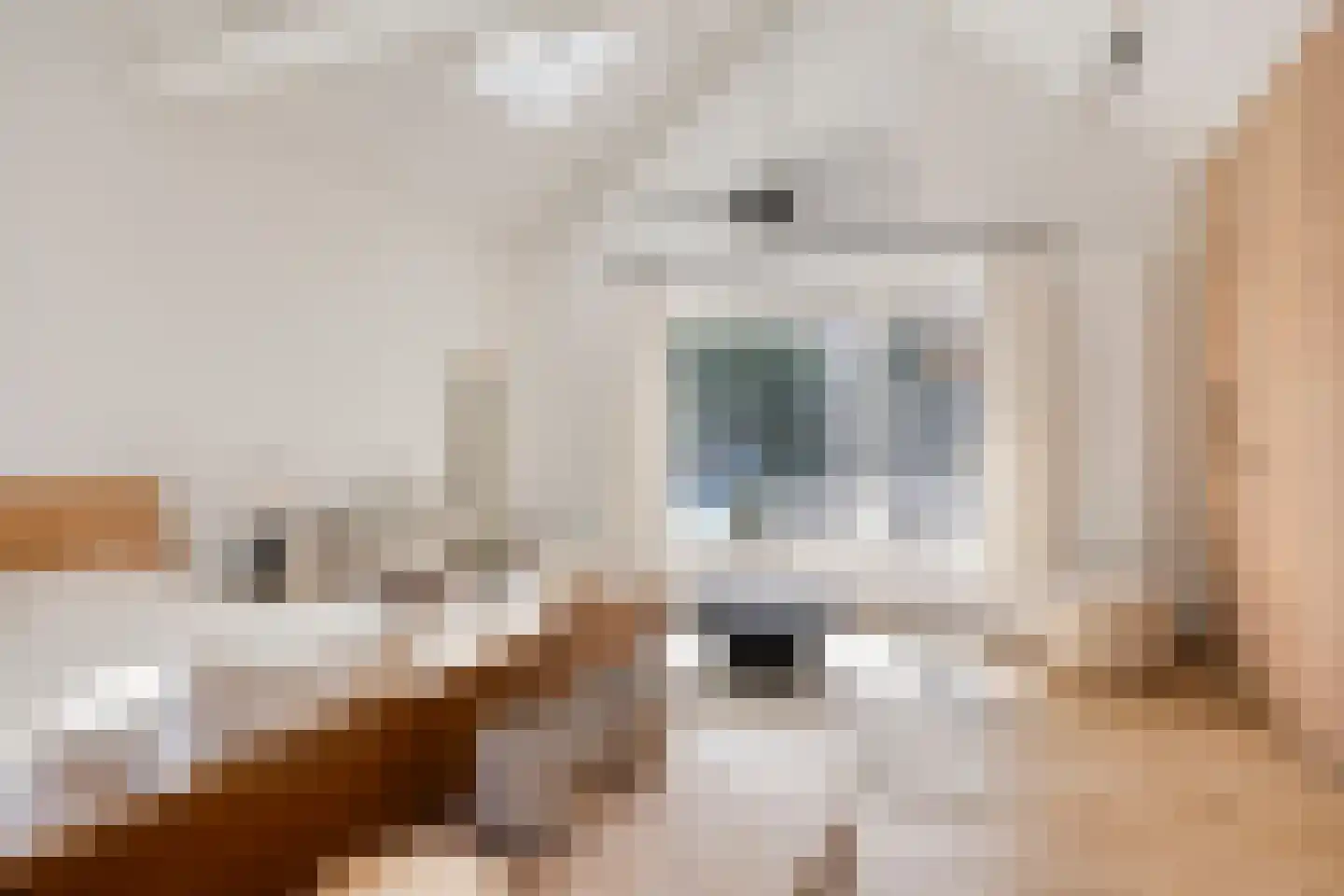 Zeedistelweg 22 Renesse thumbnail 21