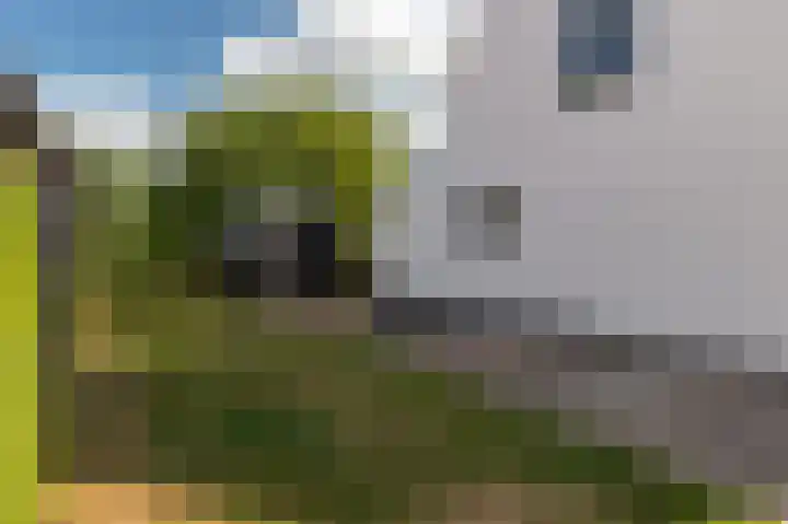 Zeedorp 10 a Ossenisse thumbnail 19