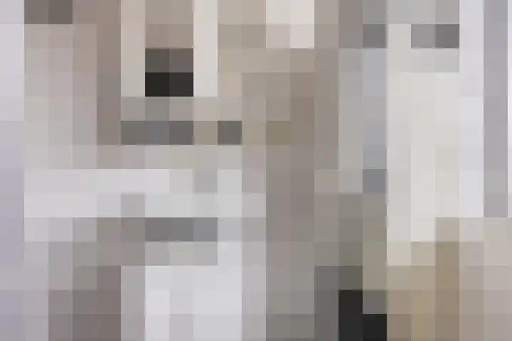 Zeefdruk 23 Meppel thumbnail 22