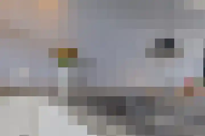 Zeefdruk 5 Meppel thumbnail 15
