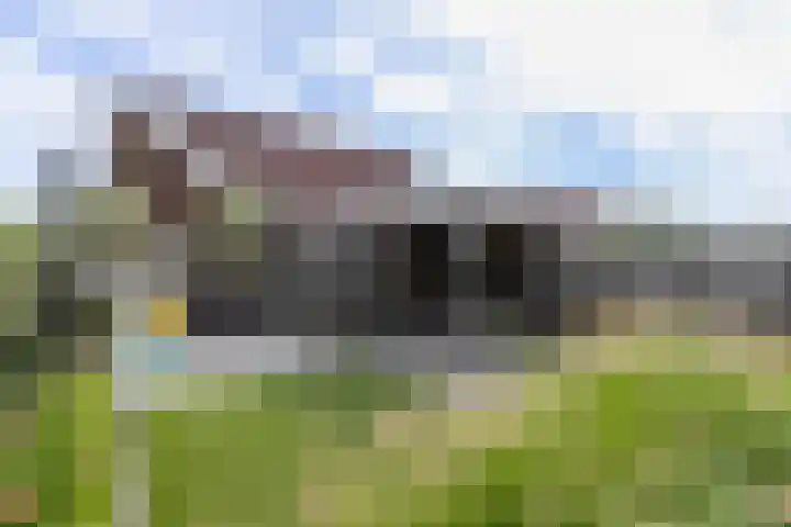 Zeekool 1 Roelofarendsveen thumbnail 18
