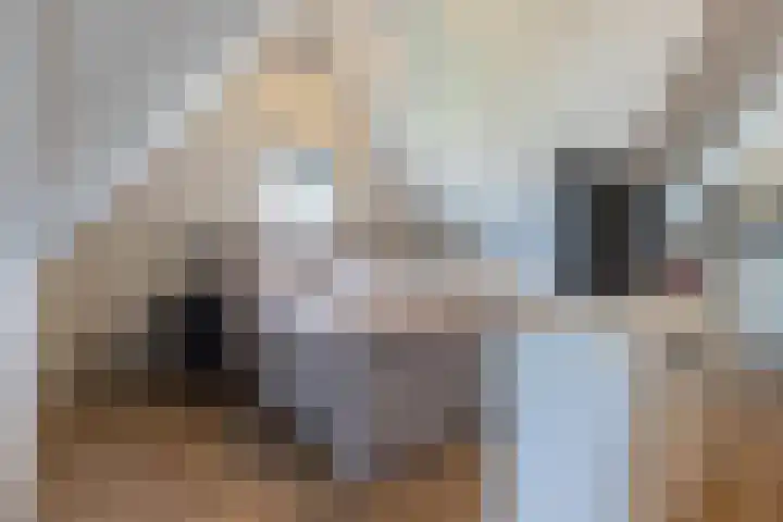Zeekool 1 Roelofarendsveen thumbnail 34