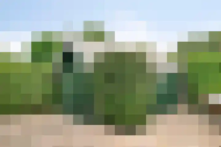 Zeekraal 67 Bergen op Zoom thumbnail 47