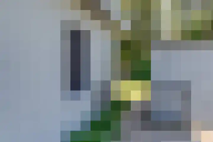 Zeekraalstraat 17 Nieuwvliet thumbnail 28
