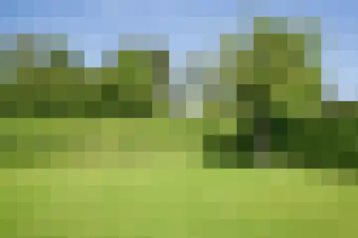 Zeekraalstraat 6 Nieuwvliet thumbnail 27