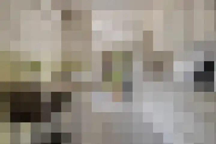 Zeelandiastraat 1 Sas van Gent thumbnail 25