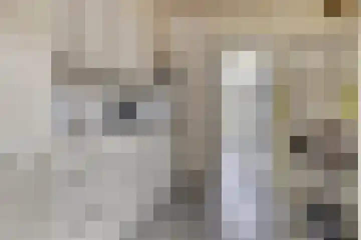 Zeelandiastraat 1 Sas van Gent thumbnail 26