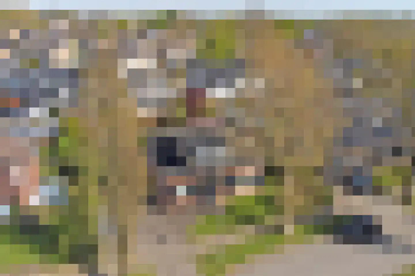 Zeelandsestraat 41 Millingen aan de Rijn thumbnail 47