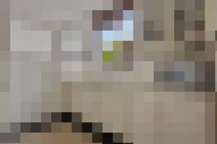 Zeelsterstraat 199 Eindhoven thumbnail 17
