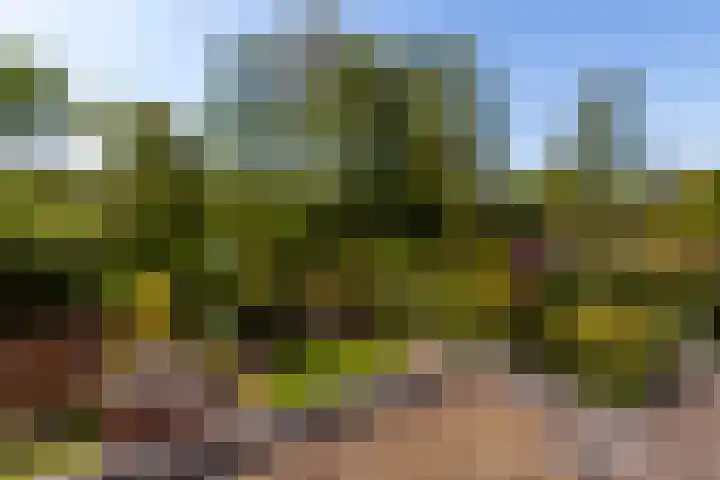 Zeelt 100 Alblasserdam thumbnail 32