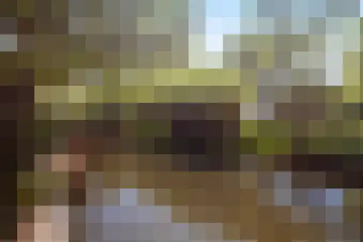 Zeelt 100 Alblasserdam thumbnail 39