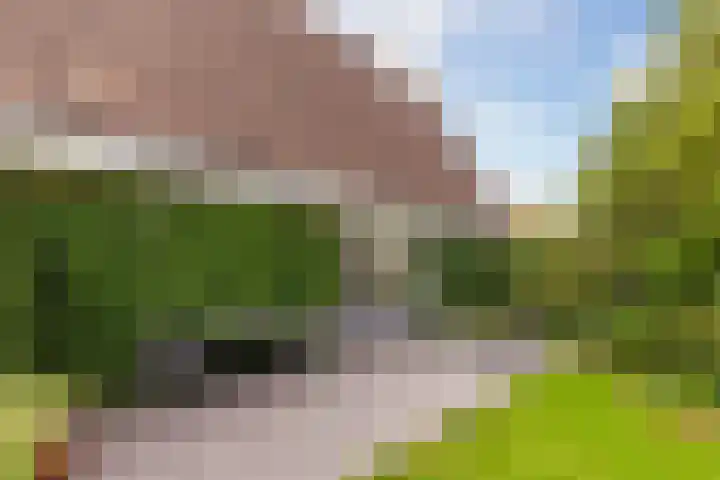 Zeelt 134 Alblasserdam thumbnail 36