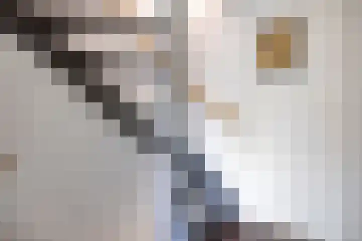 Zeelt 4 Amersfoort thumbnail 12