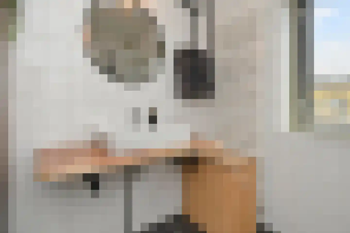 Zeepaddestoel 3 Naaldwijk thumbnail 31