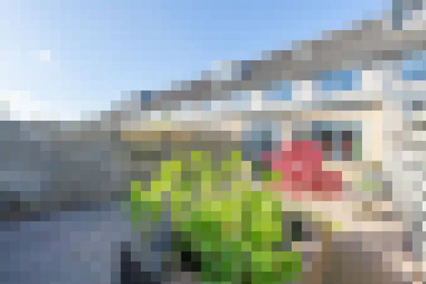 Zeeschildpad 48 Heerhugowaard thumbnail 35