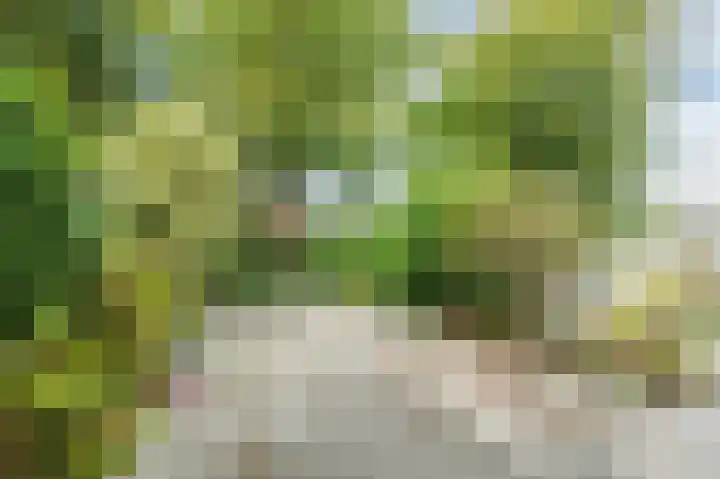 Zeester 20 Katwijk thumbnail 25