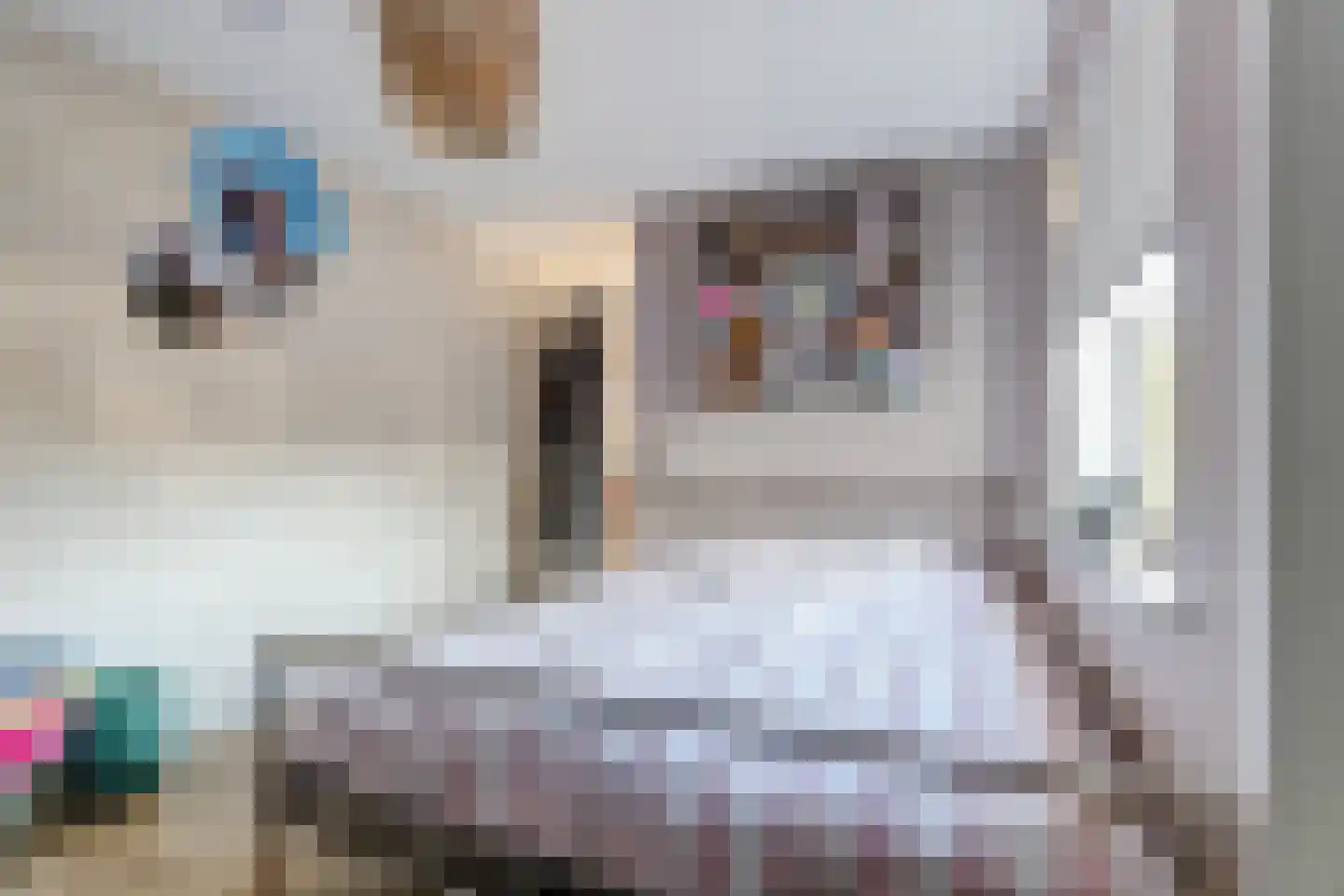 Zeester 96 Katwijk thumbnail 21