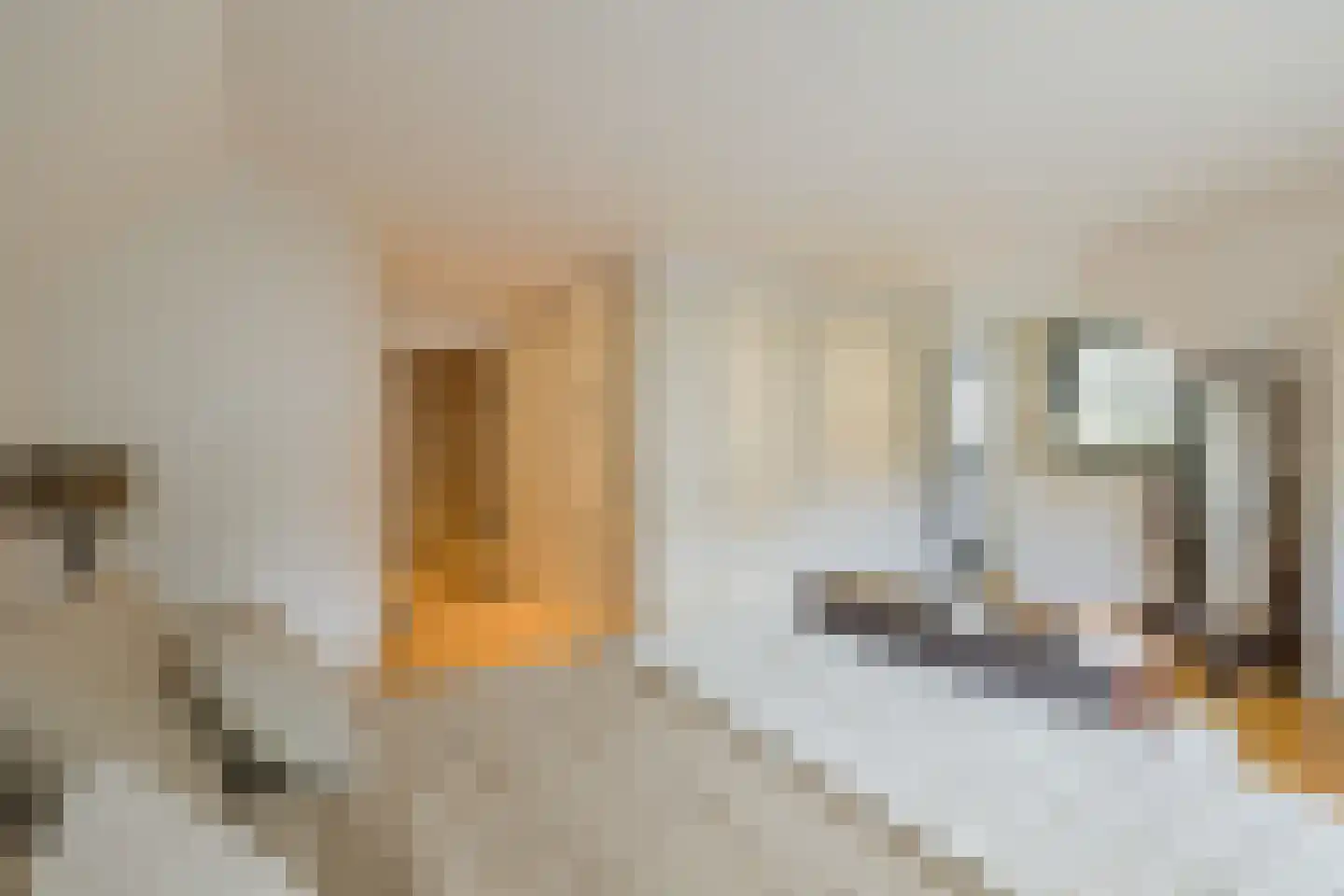 Zeester 97 Katwijk thumbnail 32