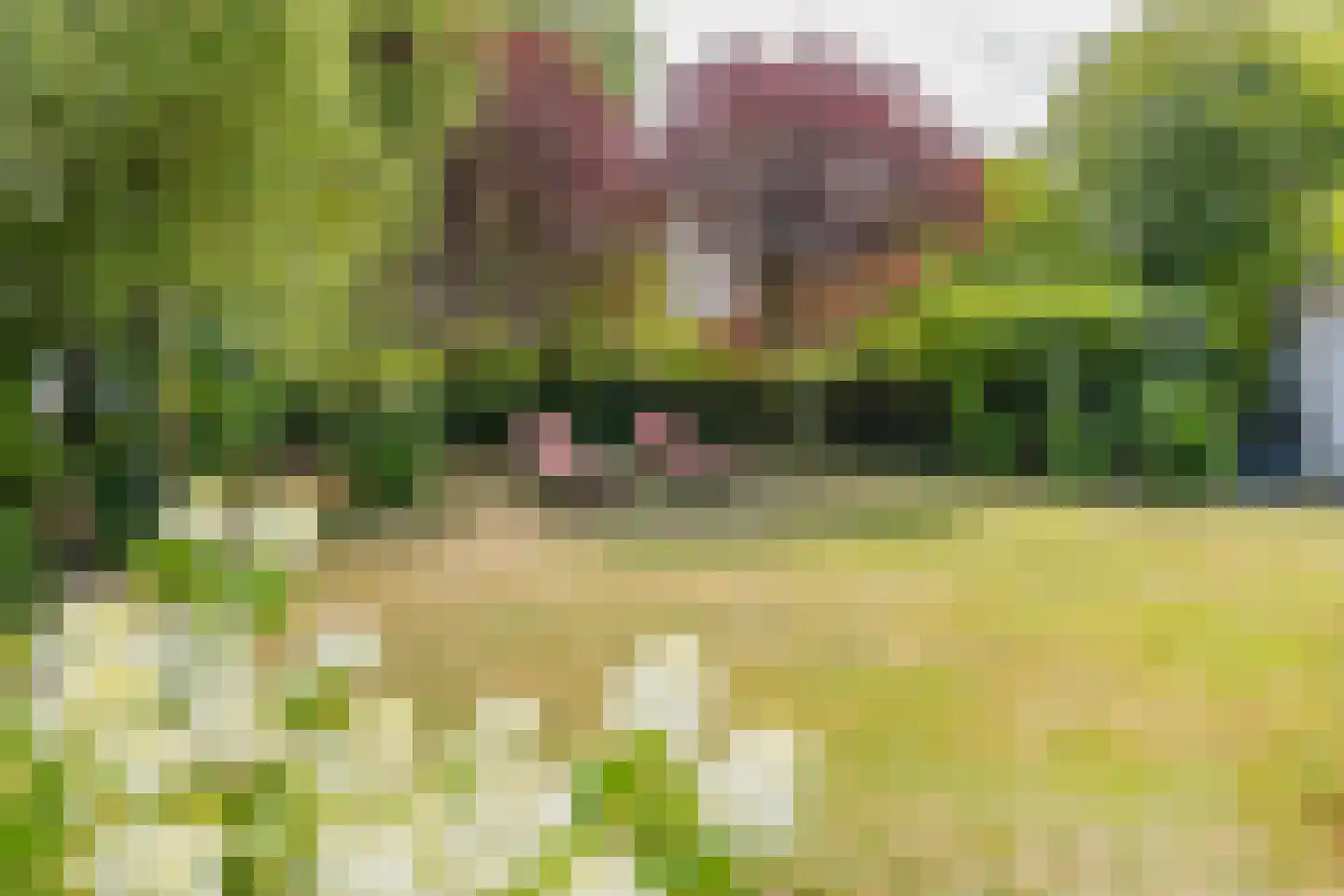 Zeester 97 Katwijk thumbnail 75