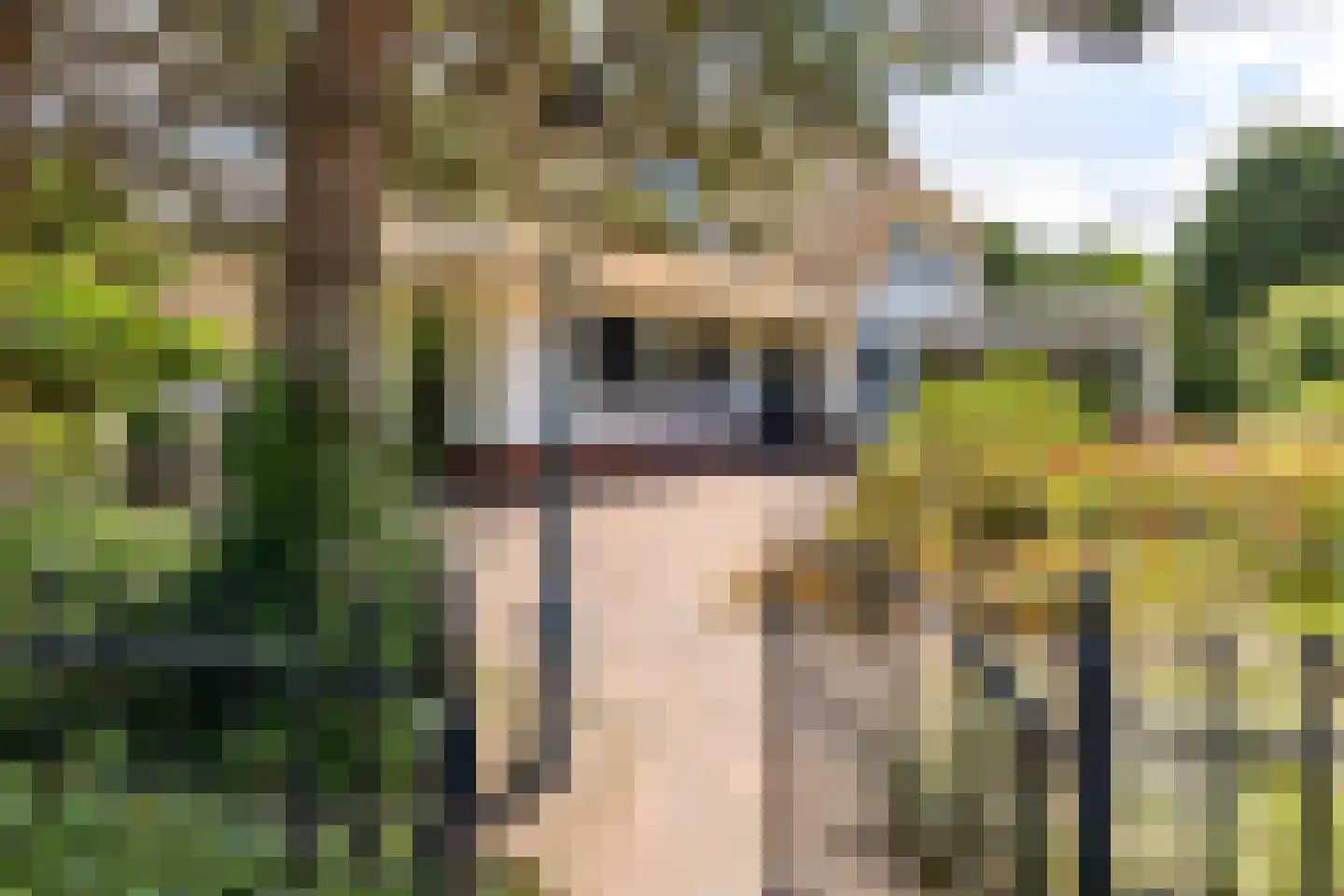 Zeester 97 Katwijk thumbnail 77