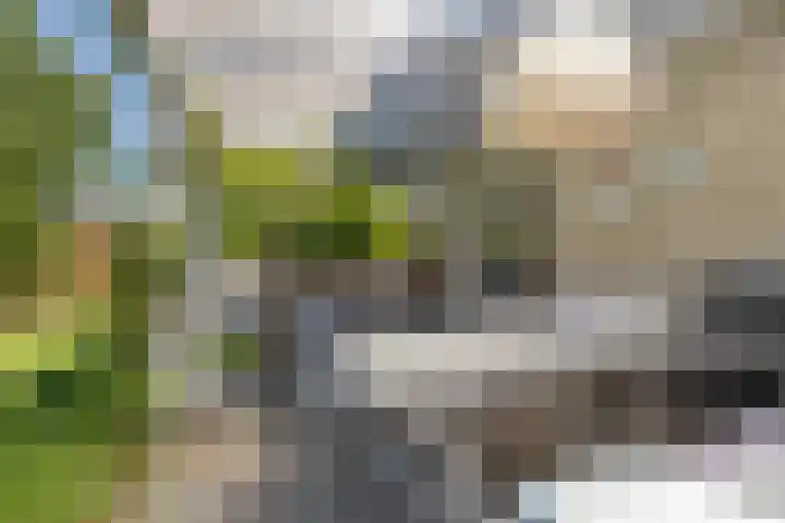 Zegge 1 A Buitenpost thumbnail 31