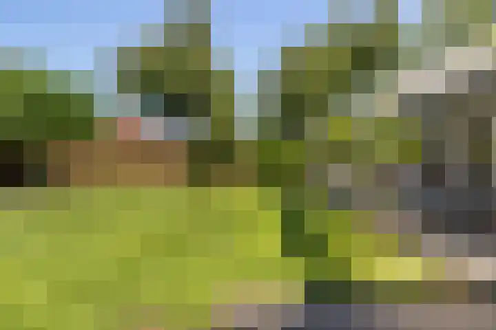 Zegge 1 A Buitenpost thumbnail 32