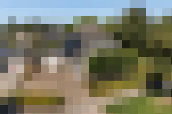 Zegge 1 A Buitenpost thumbnail 63