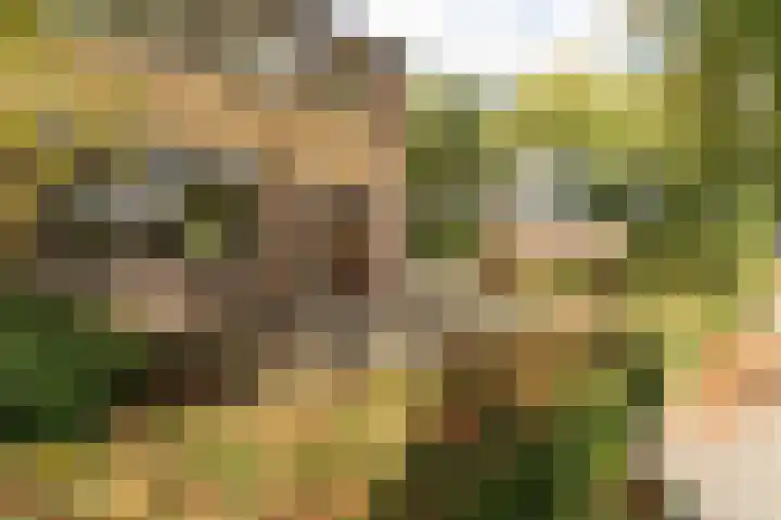 Zegge 1 Kampen thumbnail 9