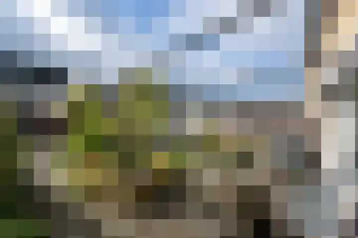 Zegge 40 Kampen thumbnail 29