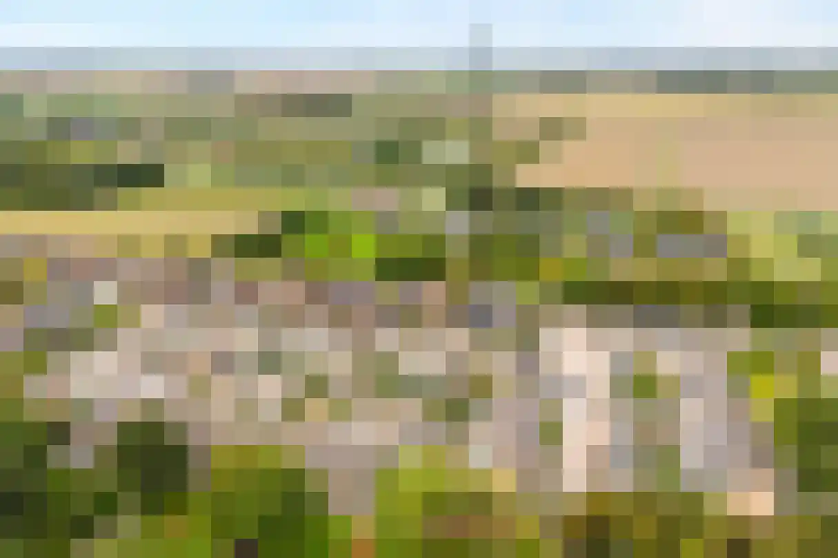 Zeggegors 15 Mijnsheerenland thumbnail 38