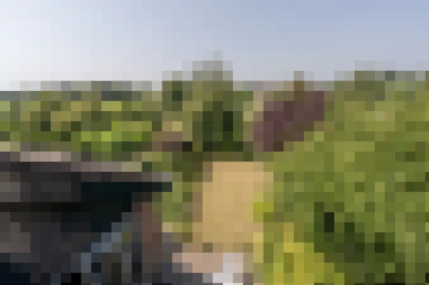 Zeggegors 16 Mijnsheerenland thumbnail 24