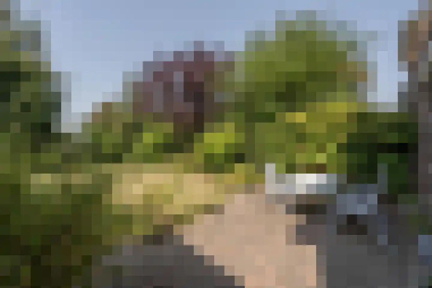Zeggegors 16 Mijnsheerenland thumbnail 43