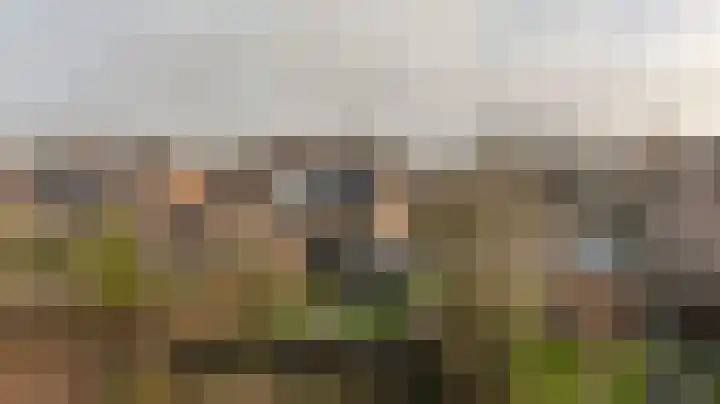 Zeggegors 24 Mijnsheerenland