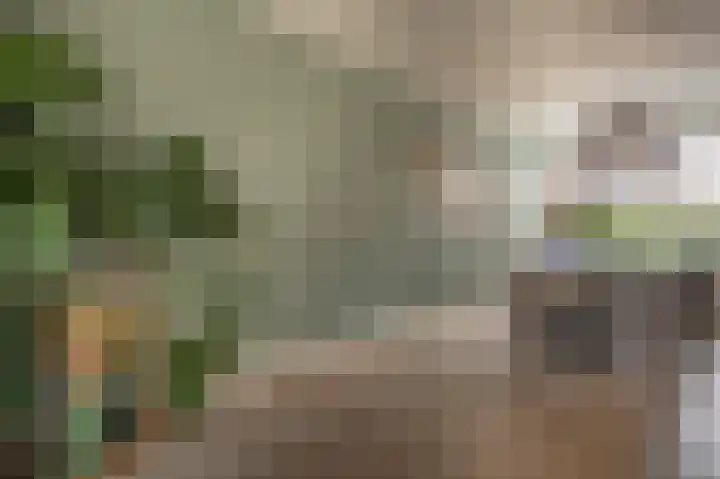 Zeggegors 24 Mijnsheerenland thumbnail 18