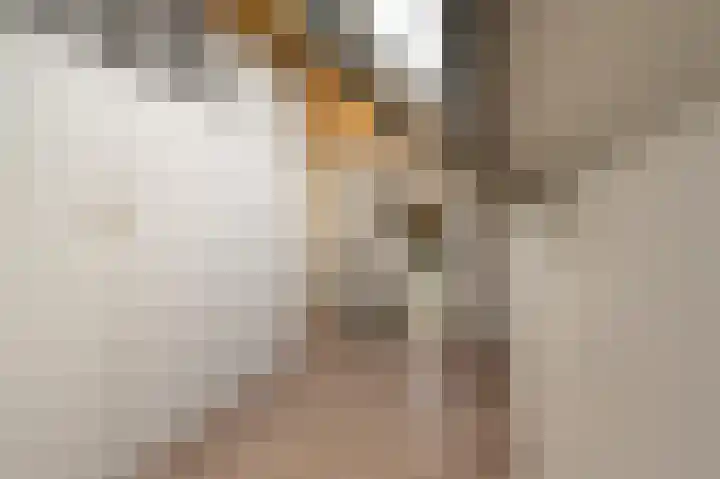 Zeggegors 24 Mijnsheerenland thumbnail 53