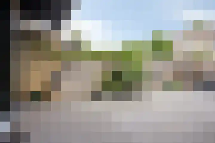 Zeggegors 50 Mijnsheerenland thumbnail 29