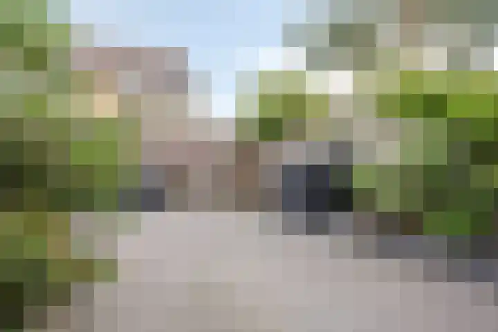 Zeggegors 50 Mijnsheerenland thumbnail 30
