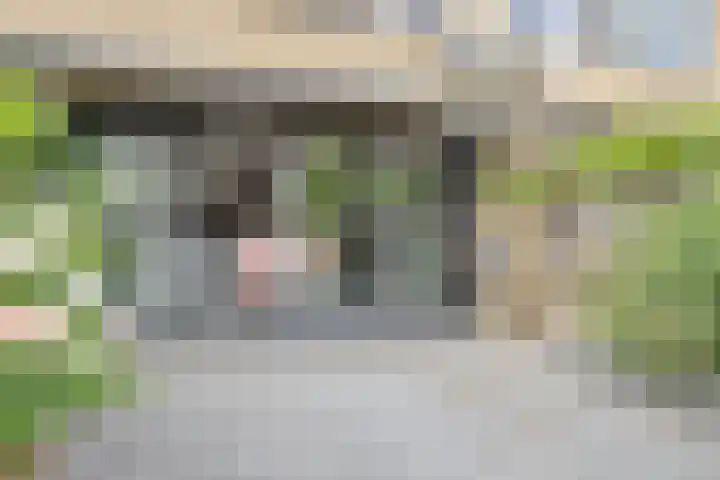 Zeggegors 50 Mijnsheerenland thumbnail 32